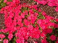 Easy Wave Salmon Petunia / Petunia 